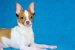 Wyatt - Fawn Spotted Smoothcoat Male Chihuahua puppy
