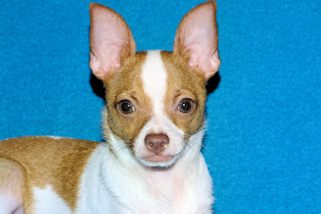 Wyatt - Fawn Spotted Smoothcoat Male Chihuahua puppy