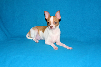 Wyatt - Fawn Spotted Smoothcoat Male Chihuahua puppy