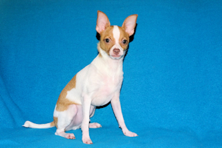 Wyatt - Fawn Spotted Smoothcoat Male Chihuahua puppy