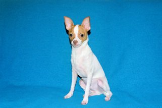 Wyatt - Fawn Spotted Smoothcoat Male Chihuahua puppy