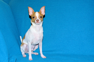 Wyatt - Fawn Spotted Smoothcoat Male Chihuahua puppy