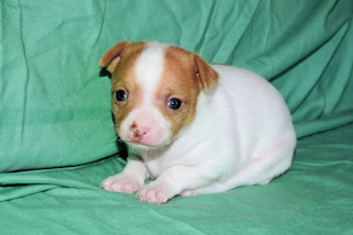 Wyatt - Red Spotted Smoothcoat Male Chihuahua puppy