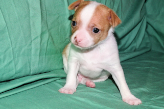 Wyatt - Red Spotted Smoothcoat Male Chihuahua puppy