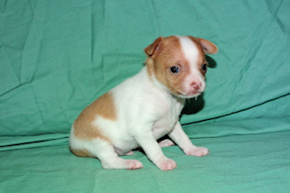 Wyatt - Red Spotted Smoothcoat Male Chihuahua puppy