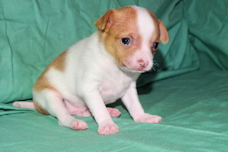Wyatt - Red Spotted Smoothcoat Male Chihuahua puppy