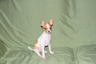 Wyatt - Fawn Spotted Smoothcoat Male Chihuahua puppy