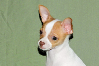 Wyatt - Fawn Spotted Smoothcoat Male Chihuahua puppy