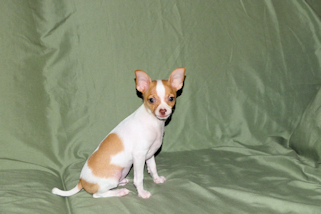Wyatt - Fawn Spotted Smoothcoat Male Chihuahua puppy