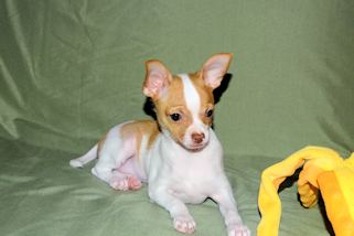 Wyatt - Fawn Spotted Smoothcoat Male Chihuahua puppy