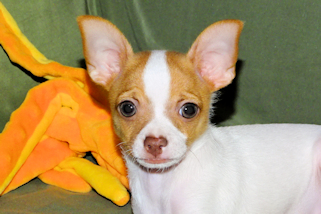 Wyatt - Fawn Spotted Smoothcoat Male Chihuahua puppy