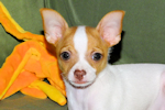 Wyatt - Fawn Spotted Smoothcoat Male Chihuahua puppy