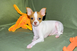 Wyatt - Fawn Spotted Smoothcoat Male Chihuahua puppy