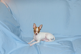 Wyatt - Fawn Spotted Smoothcoat Male Chihuahua puppy