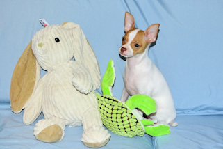 Wyatt - Fawn Spotted Smoothcoat Male Chihuahua puppy