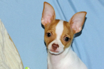 Wyatt - Fawn Spotted Smoothcoat Male Chihuahua puppy