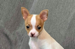 Wyatt - Fawn Spotted Smoothcoat Male Chihuahua puppy