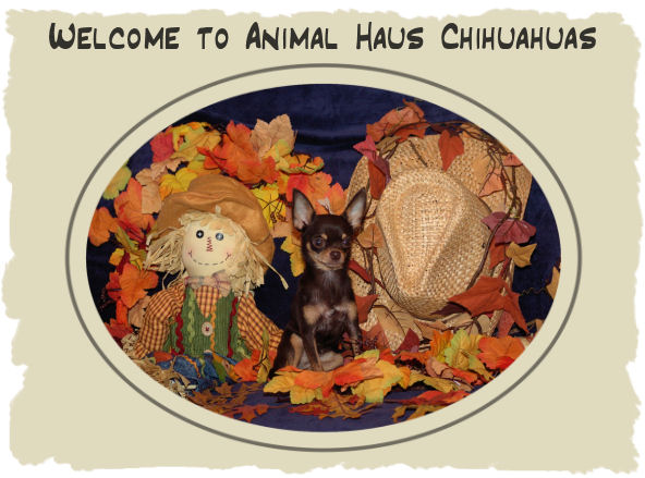 Welcome to Animal Haus Chihuahuas! Click the image to ENTER Animal Haus Chihuahuas' Website.  Click the image to enter our site.