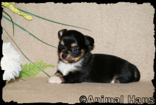 Female #1 Chihuahua puppy