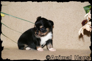 Female #1 Chihuahua puppy