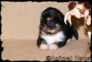 Female #1 Chihuahua puppy