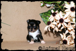 Female #1 Chihuahua puppy