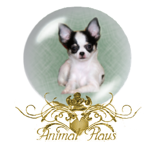 Welcome to Animal Haus Chihuahuas 