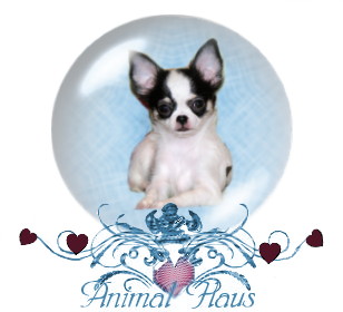 Welcome to Animal Haus Chihuahuas