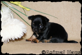 Male Chihuahua puppy