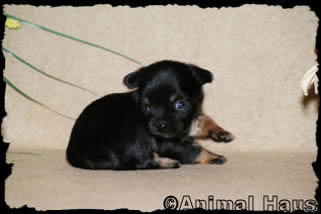 Male Chihuahua puppy