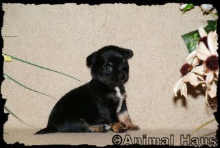 Male Chihuahua puppy