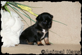 Male Chihuahua puppy