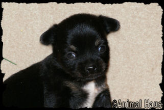 Male Chihuahua puppy