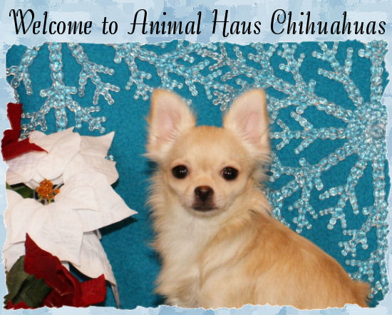 Welcome to Animal Haus Chihuahuas! Click the image to ENTER Animal Haus Chihuahuas' Website.  Click the image to enter our site.