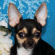 Alice the Chihuahua Puppy