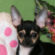 Alice the Chihuahua Puppy