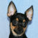 Alvin the chihuahua puppy