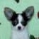 Antonio the Chihuahua Puppy