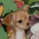 Arnold the Chihuahua Puppy