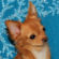 Arnold the Chihuahua Puppy