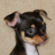 Betty the Chihuahua Puppy
