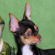 Betty the Chihuahua Puppy