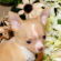 Bradley the Chihuahua Puppy
