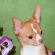 Bradley the Chihuahua Puppy