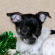 Brandy the Chihuahua Puppy