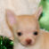 Brent the Chihuahua Puppy