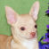 Brent the Chihuahua Puppy