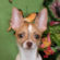 Butterscotch the Chihuahua Puppy