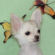 Calvin the Chihuahua puppy