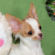 Chachi the Chihuahua Puppy